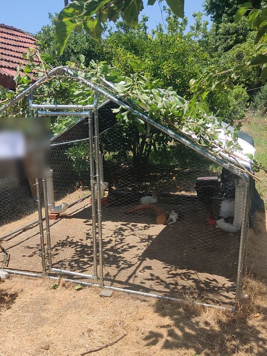 The catio in Fethiye: a galvanized mesh enclosure under a tree, red roof tiles behind it, cats dozing in the shade inside.